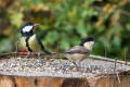 Willow Tit