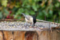 Willow Tit