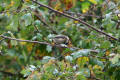 Willow Tit