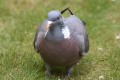 Wood Pigeon