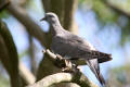 Juvenile Wood Pigeon