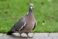 Wood Pigeon