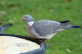 Wood Pigeon