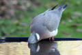 Wood Pigeon