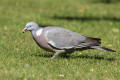 Wood Pigeon