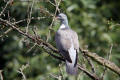 Wood Pigeon