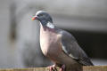 Wood Pigeon