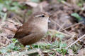 Wren image from gardenbirdwatching.com