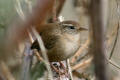 Wren