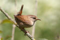 Wren