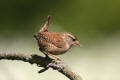 Wren