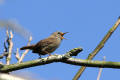 Wren