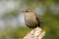 Wren