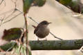 Wren