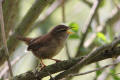 Wren