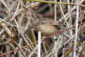 Wren