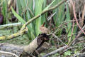 Wren nest building