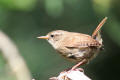 Wren