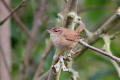 Wren