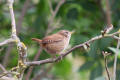 Wren