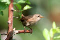 Wren