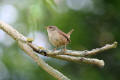 Wren