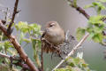 Wren