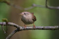 Wren