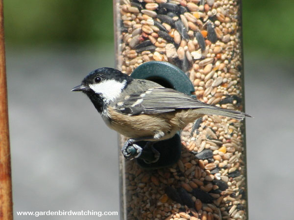 garden bird feeder presentation
