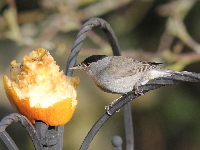 Apple on feeder