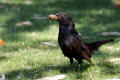 Blackbird