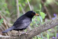 Blackbird