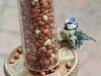 Gravity Peanut Feeder