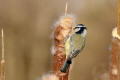 Blue Tit