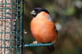 Bullfinch