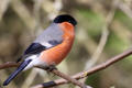 Bullfinch