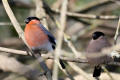 Bullfinch