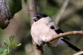 Bullfinch