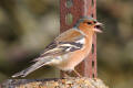 Chaffinch image from gardenbirdwatching.com