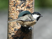 Bird Feeder