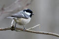 Coal Tit