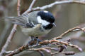 Coal Tit