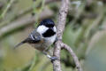 Coal Tit