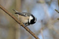 Coal Tit