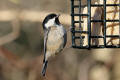 Coal Tit