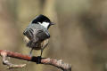 Coal Tit