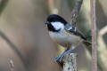 Coal Tit