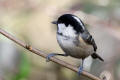 Coal Tit