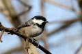 Coal Tit