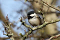 Coal Tit